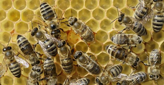 Bienenstöcke zerstört und angezündet - über 500.000 Insekten getötet
