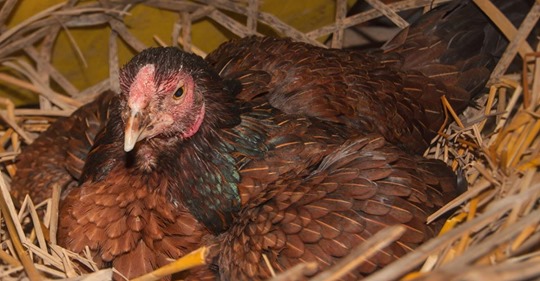 Bauer denkt, seine Henne brüte Eier   doch er findet vier kleine Kätzchen unter dem Huhn!