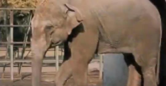 Traurigster Elefant der Welt stirbt, nachdem er 43 allein in Gehege in Zoo verbracht hat