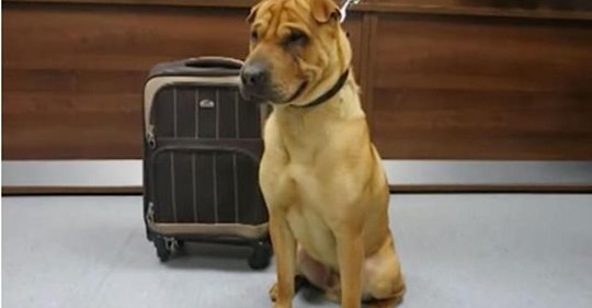 Ein trauriger Hund wird allein am Bahnhof gefunden, an einen Koffer angebunden, der voll ist mit seinen Lieblingsspielzeugen