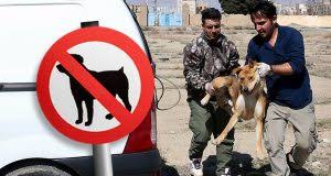GELTEN BEI RADIKALEN MUSLIMEN ALS UNREIN Übergroße Ratten: Das harte Schicksal der Hunde im Iran