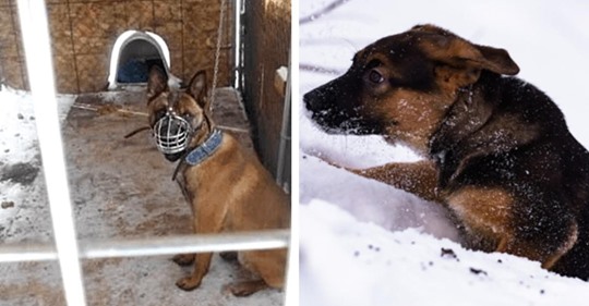 Ein Mann lässt seinen Hund brutal draußen bei eisigen Temperaturen angekettet während tödlichen Polarwirbels