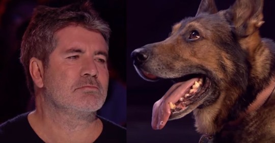 Schäferhund in Talentshow rührt bei Auftritt alle zu Tränen!