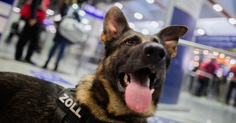 Geld stinkt doch: Spürhund Luke erschnüffelt 1,2 Millionen Euro Bargeld