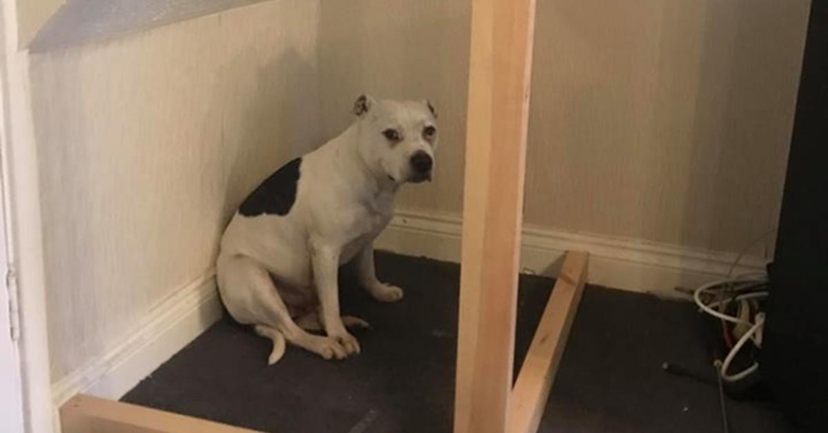 Mann baut Hundehütte in sein Wohnzimmer, um ängstlichen Hund zu trösten.