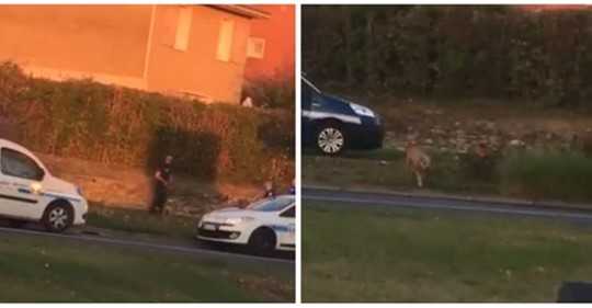 Polizisten schießen auf herumirrenden Hund: Das Video eines Zeugen schockiert