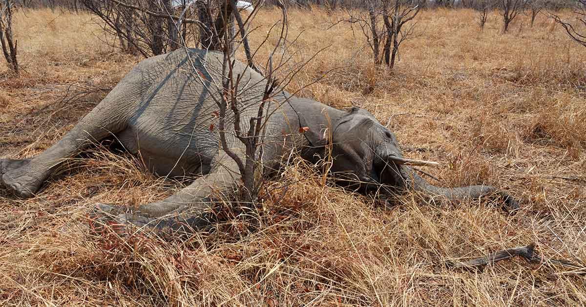 Elefantenjagd wieder erlaubt: Botsuana hebt Verbot auf & gibt Tiere damit zum Abschuss frei