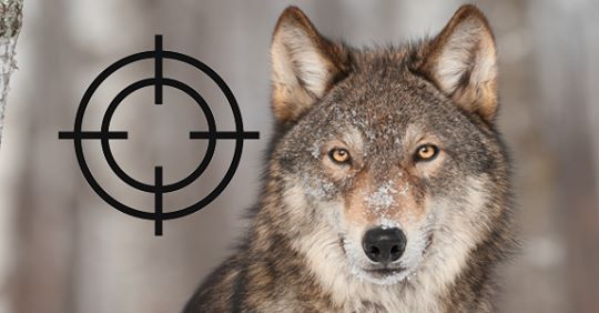 Gesetzesentwurf: Wölfe werden zum Abschuss freigegeben