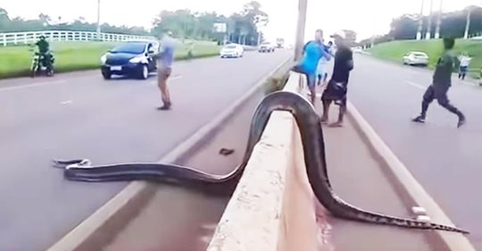 Menschen stoppen Verkehr, um gigantischer Schlange dabei zu helfen, die Straße zu überqueren