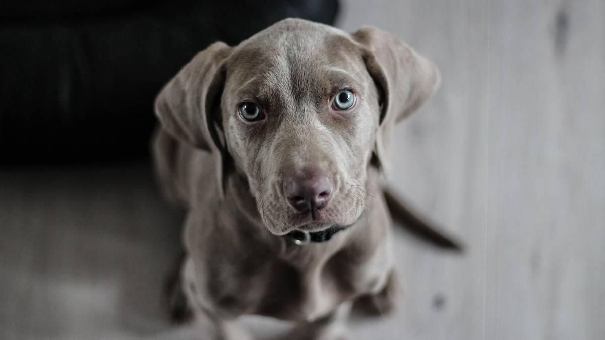 Außergewöhnliche Fellfarbe bei Hunden: Weshalb sie fatale Folgen haben kann