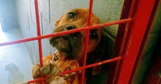 Tierheim-Hund schluchzt aus Verzweiflung: Dann ändert ein Foto alles!