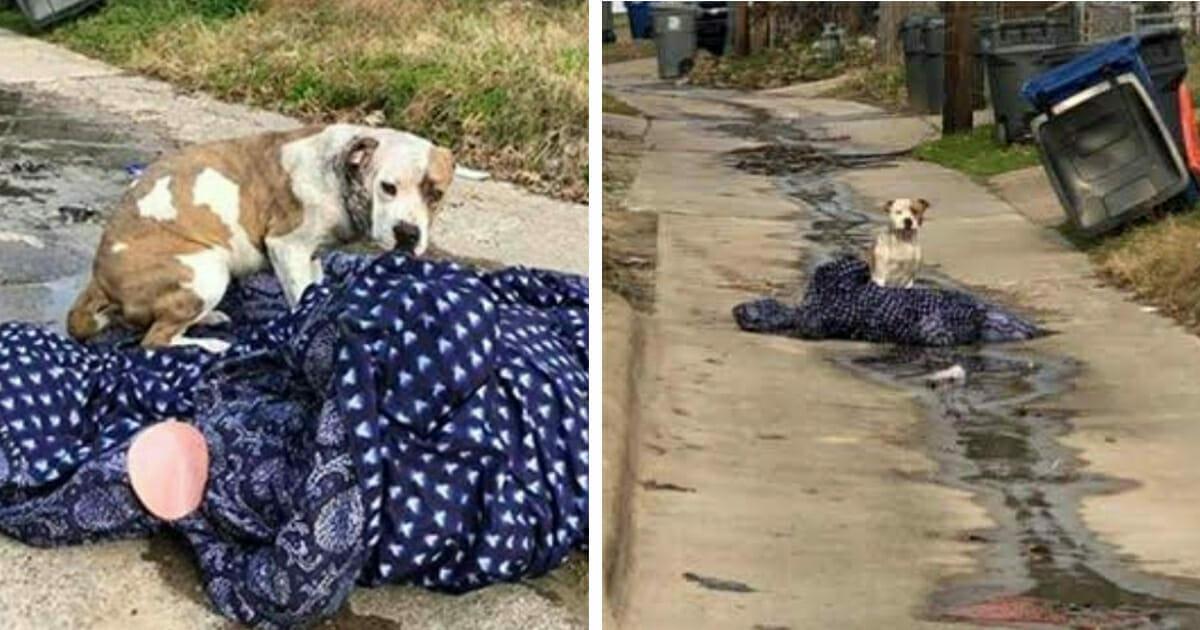 Familie setzt Hund an Silvester aus – weigert sich vom Deckchen zu gehen, im Glauben sie kehren zurück