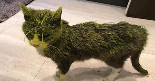 Nach Farb-Attacke: Traurige Nachrichten von Katze Miggeli