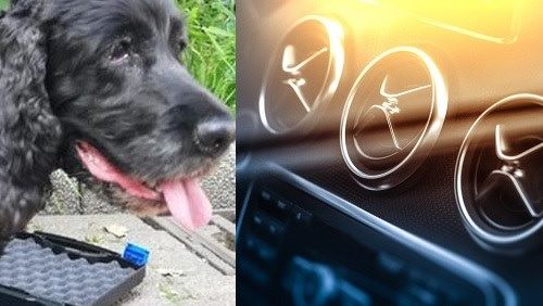 Duisburg: Polizei rettet Hund aus Hitze Auto   bei fast 33 Grad