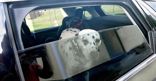 Hund in praller Sonne im Auto gelassen: Rettung aus dem Backofen
