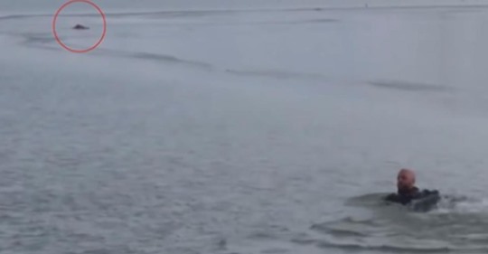 Polizist schwimmt durch vereistes Wasser, um Welpen zu retten