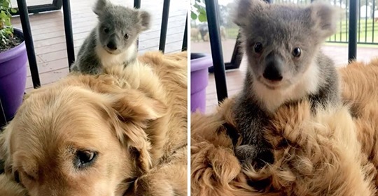 Golden Retriever rettet Baby Koala und nimmt es mit nach Hause
