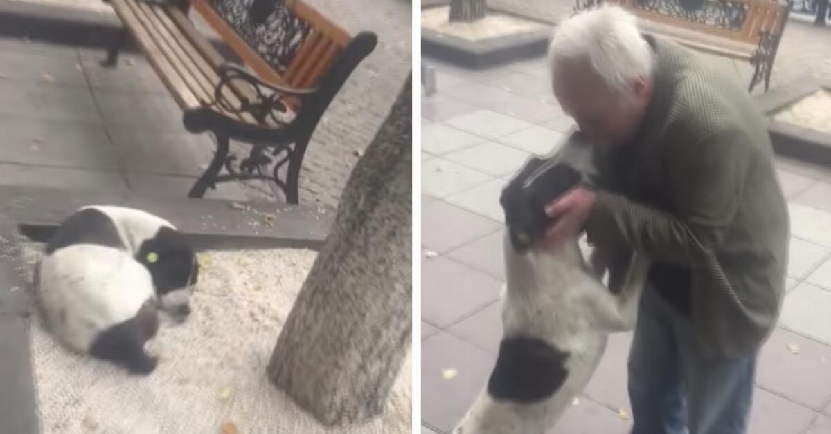 Herrchen findet Hund nach 3 Jahren auf Straße wieder.