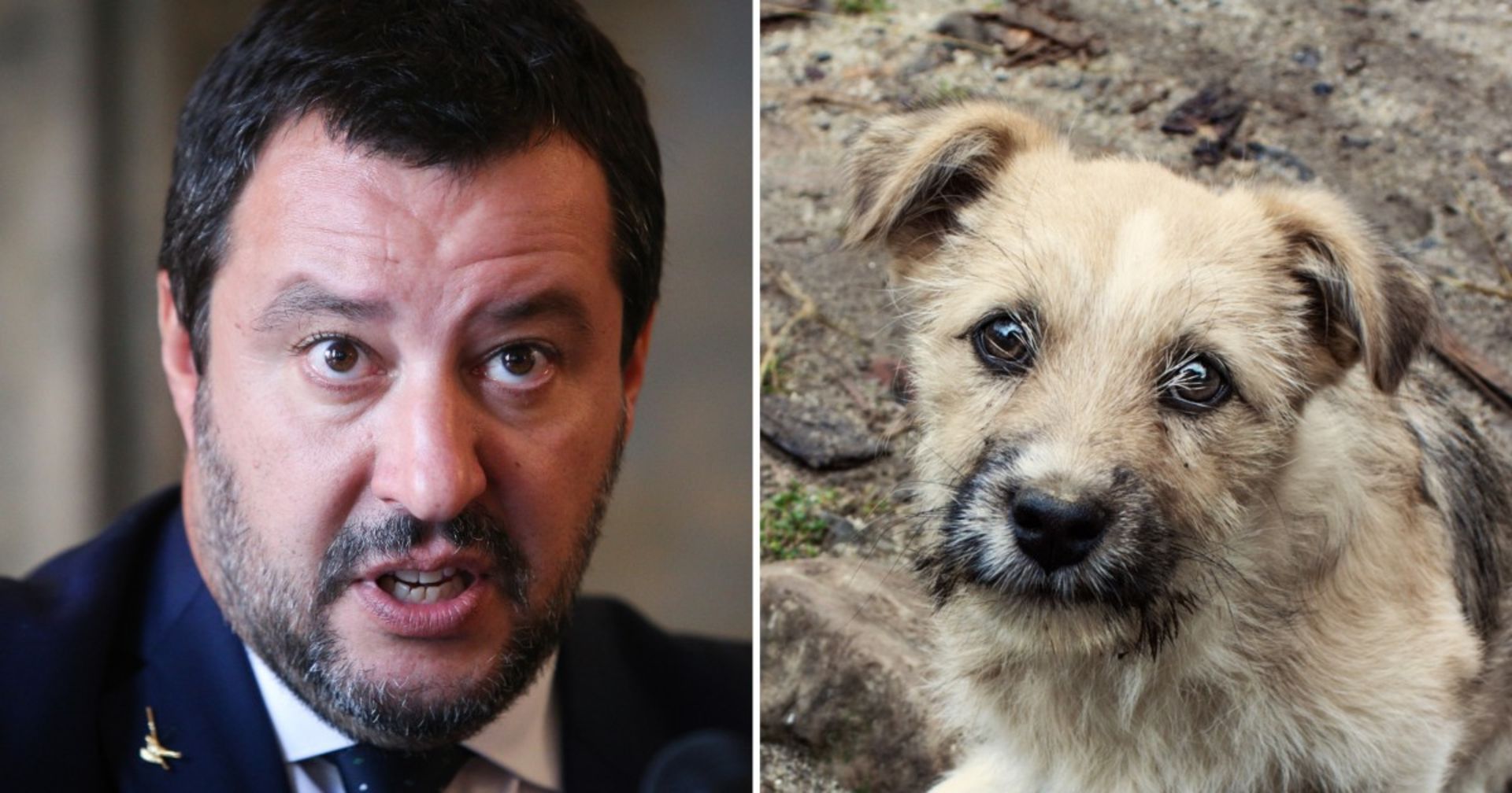 100 Hunde von Flüchtlingen: Salvinis Plan sorgt für Aufregung