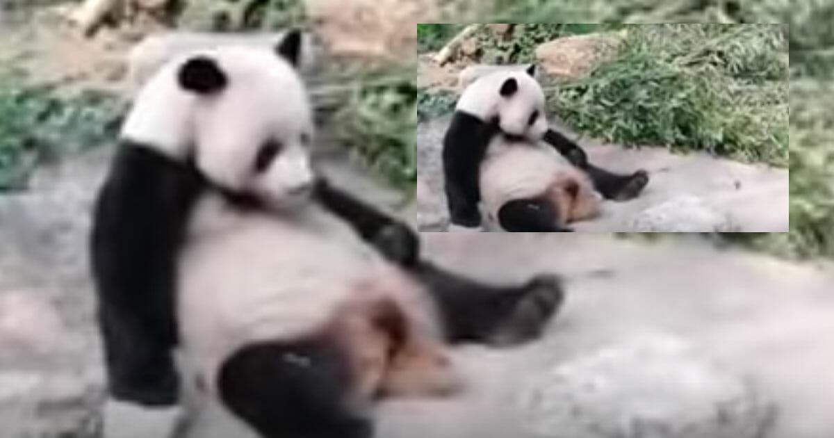 Peking: Panda-Dame Meng Da wird von Zoobesucher mit Stein beworfen – damit sie endlich aufwacht