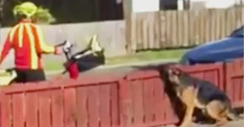 Zeuge filmt den Moment, in dem ein Postbote sich dem gefährlichsten Hund der Straße nähert