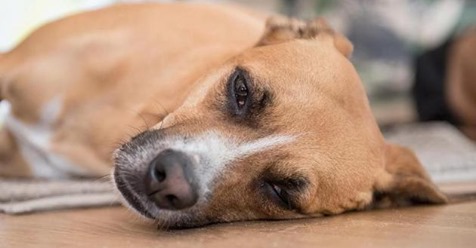 Hund weckt sein Herrchen aus dem Koma auf   und ist seitdem als Heiler gefragt
