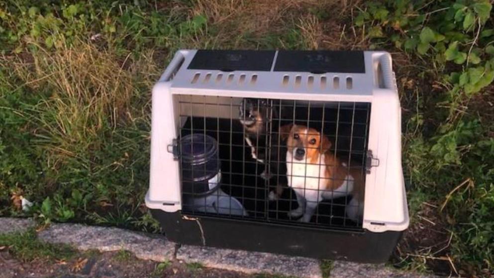 WAS FÜR EINE SCHÄBIGE NUMMER! Zwei Hunde in Transportbox ausgesetzt