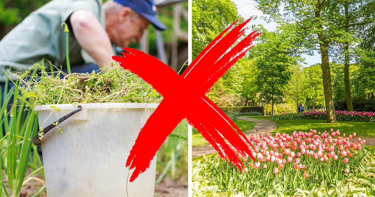 Halberstadt: Rentner pflanzt auf eigene Kosten Blumen in Park – Stadt zeigt ihn an, 5.000 € Geldstrafe drohen