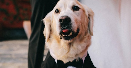 Nach 220 gescheiterten Dates: Frustrierte Frau heiratet ihren Hund
