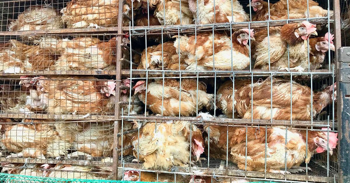 Pohlheim: 500 Hühner sterben bei Tiertransport auf der A5 – sie bekamen kein Wasser, Transporter war nicht gekühlt
