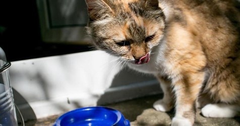 79-Jährige muss ins Gefängnis - weil sie Katzen gefüttert hat