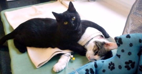 Zu wenig Bewerbungen: Katze bekommt den Job als Krankenschwester