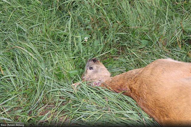 Verstümmelte Rehkadaver in der Eifel gefunden: Polizei sucht Tierquäler