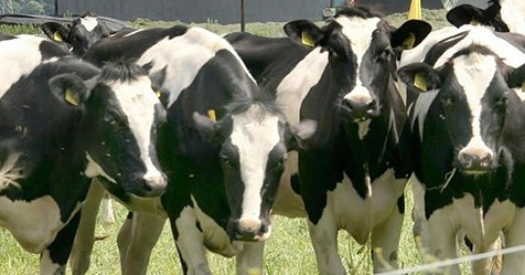 Tierquäler misshandelten sie: Trächtige Kuh stirbt, Kälbchen kann gerettet werden