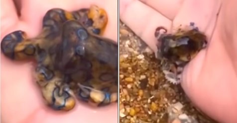 Erschreckendes Video zeigt einen Touristen, der eins der giftigsten Tiere der hochhebt