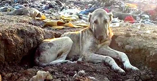 Ausgesetzter Hund wird von Rettern in einer Mülldeponie entdeckt, an der Seite von 800 anderen Hunden, als sie versuchen ihn vor dem Erfrieren zu bewahren