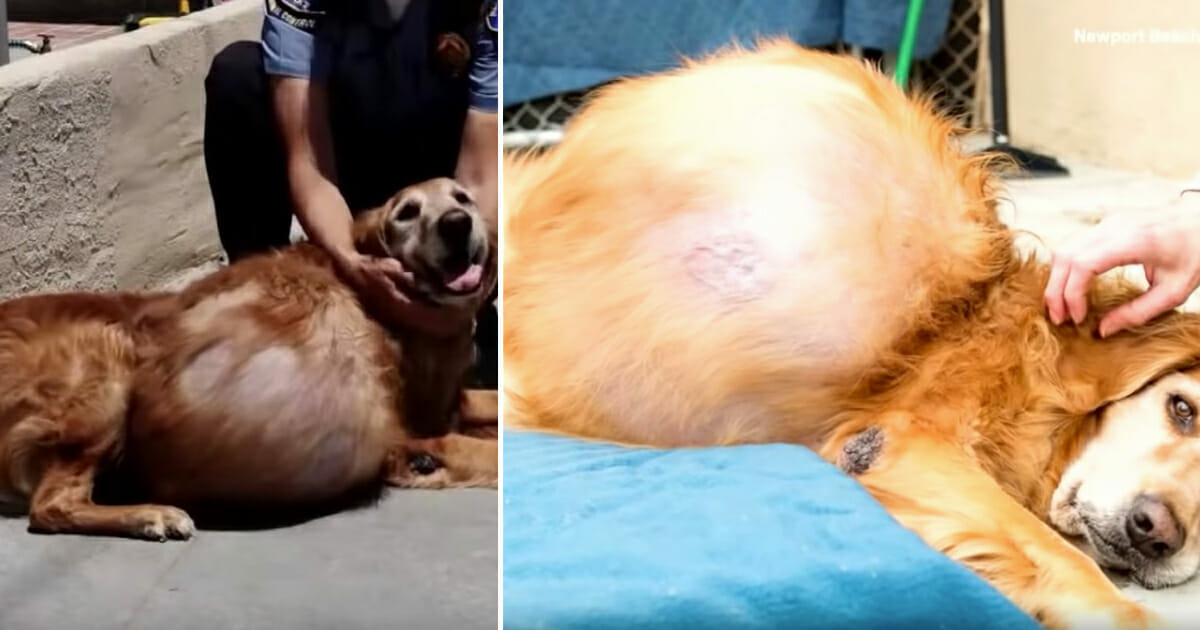 Hund Henry hat 20 Kilogramm schweren Tumor am Bauch & wird auf der Straße ausgesetzt
