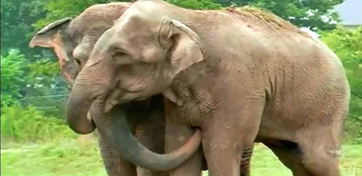 Ehemalige Zirkus-Elefantendamen sind 22 Jahre voneinander getrennt – Kamera fängt erstes Treffen seitdem ein