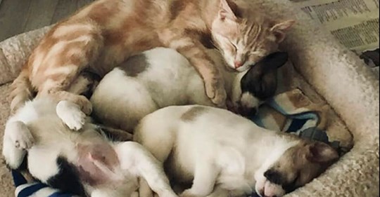 Katze Kathryn adoptiert Welpen, deren Hundemama gestorben ist