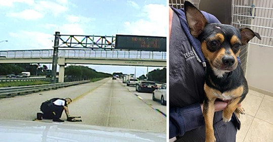 Hund auf Autobahn angefahren – Polizist trägt verletzten Vierbeiner von der Fahrbahn