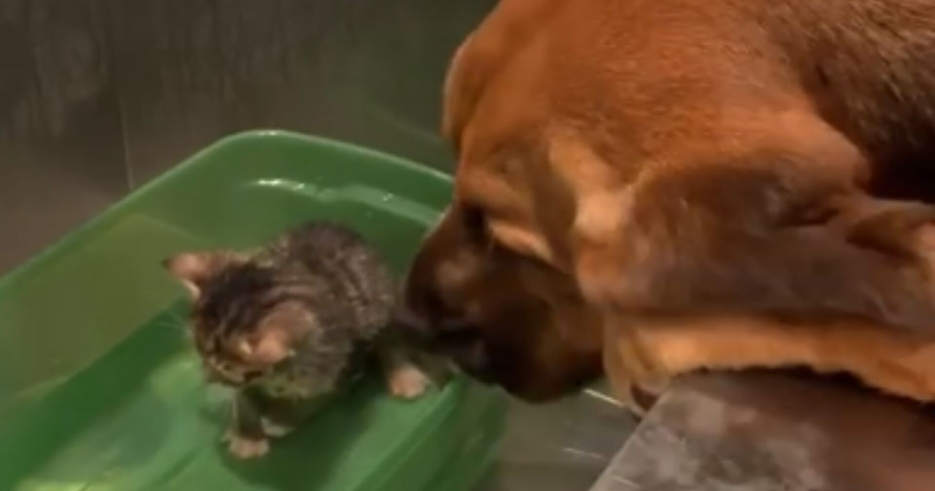 Kätzchen fürchtet sich vor Bad: Was der Hund tut, lässt unsere Herzen höher schlagen!