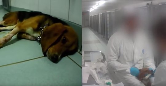 Erschreckende Szenen: Deutsches Labor führt grausame Versuche an Hunden durch