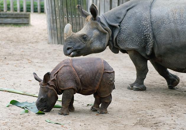 Litt seit längerer Zeit an Krebs: Stuttgarter Zoo muss Nashorn Sani einschläfern