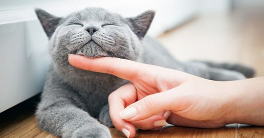 Chronische Nierenerkrankung – So erkennen Sie, ob Ihre Katze betroffen sein könnte