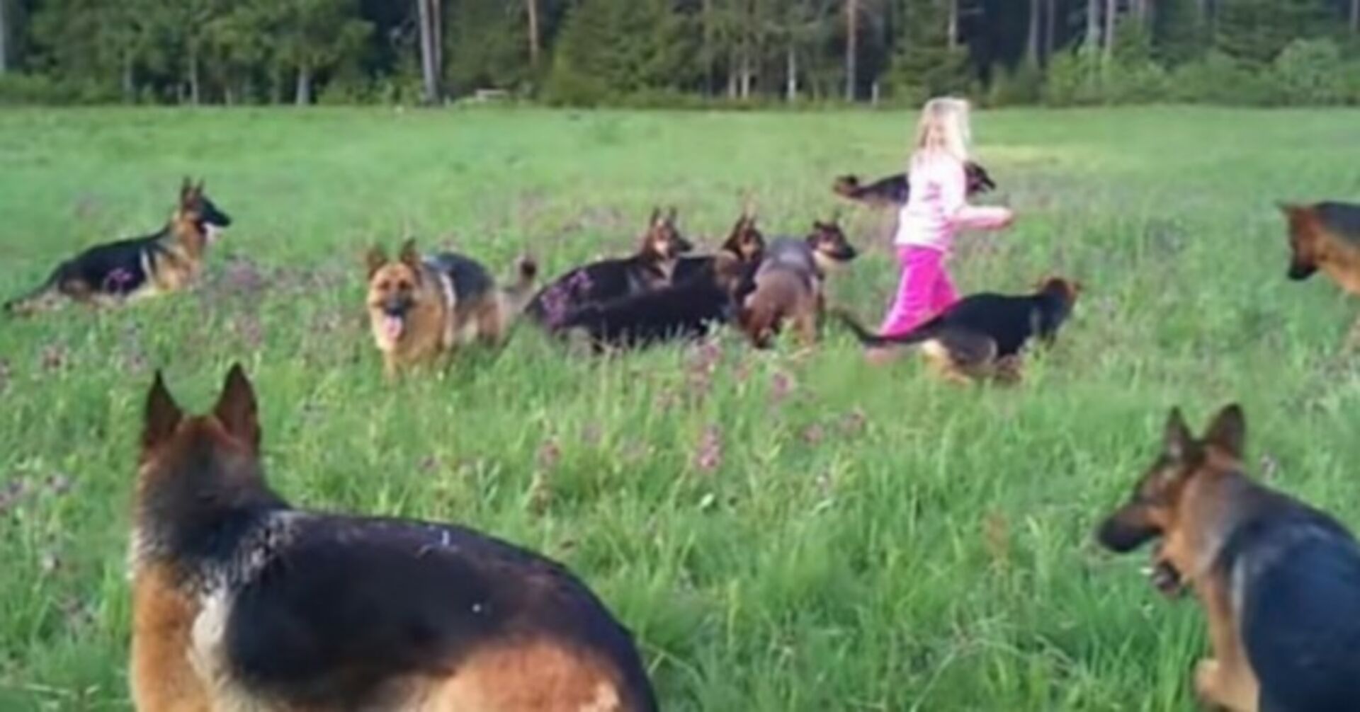 Mitten im Wald: Mädchen mit 14 Schäferhunden verschlägt allen die Sprache!