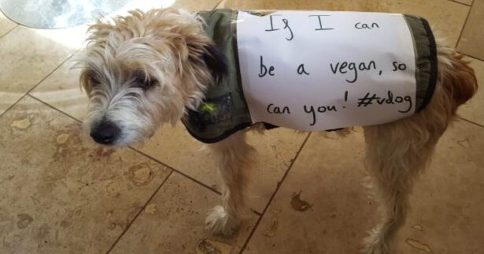 Veganerin postet Hundefoto: Für die Botschaft auf seinem Rücken kassiert sie einen heftigen Shitstorm