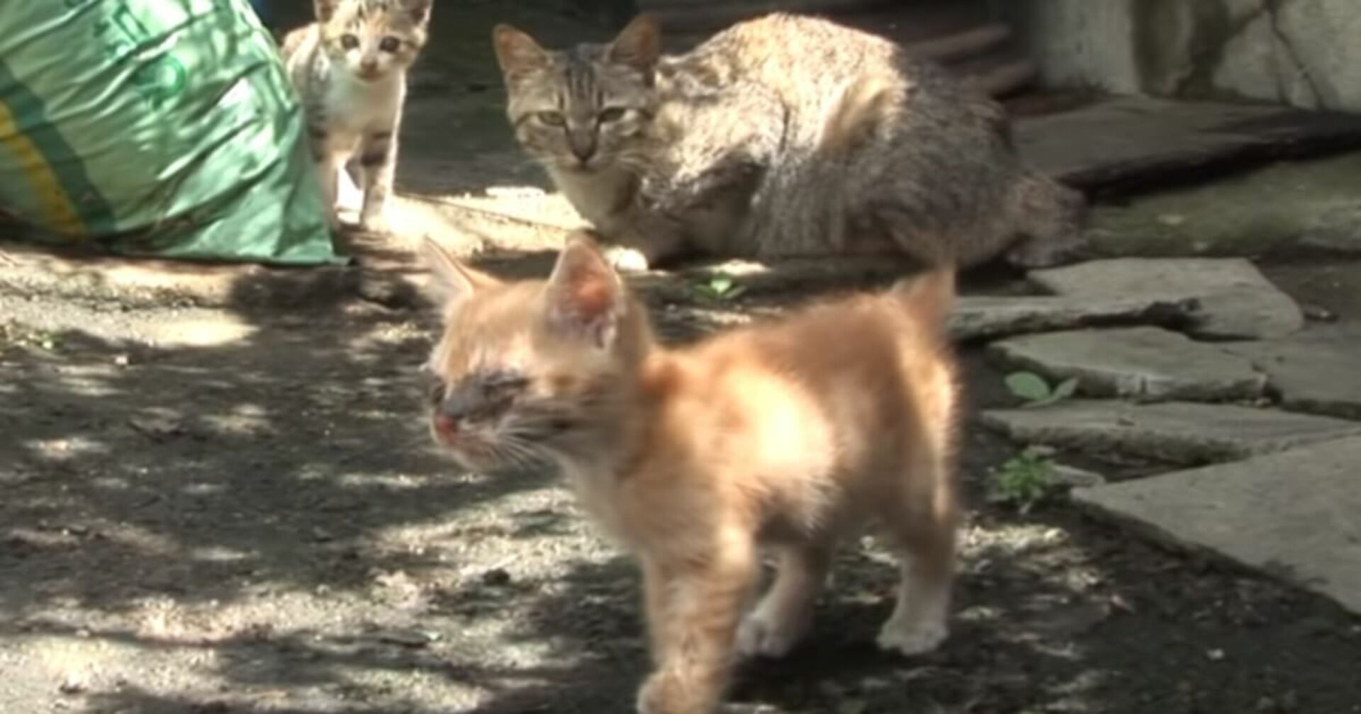 Herzzerreißend: Blindes Kätzchen sieht zum ersten Mal seine Mama (Video)