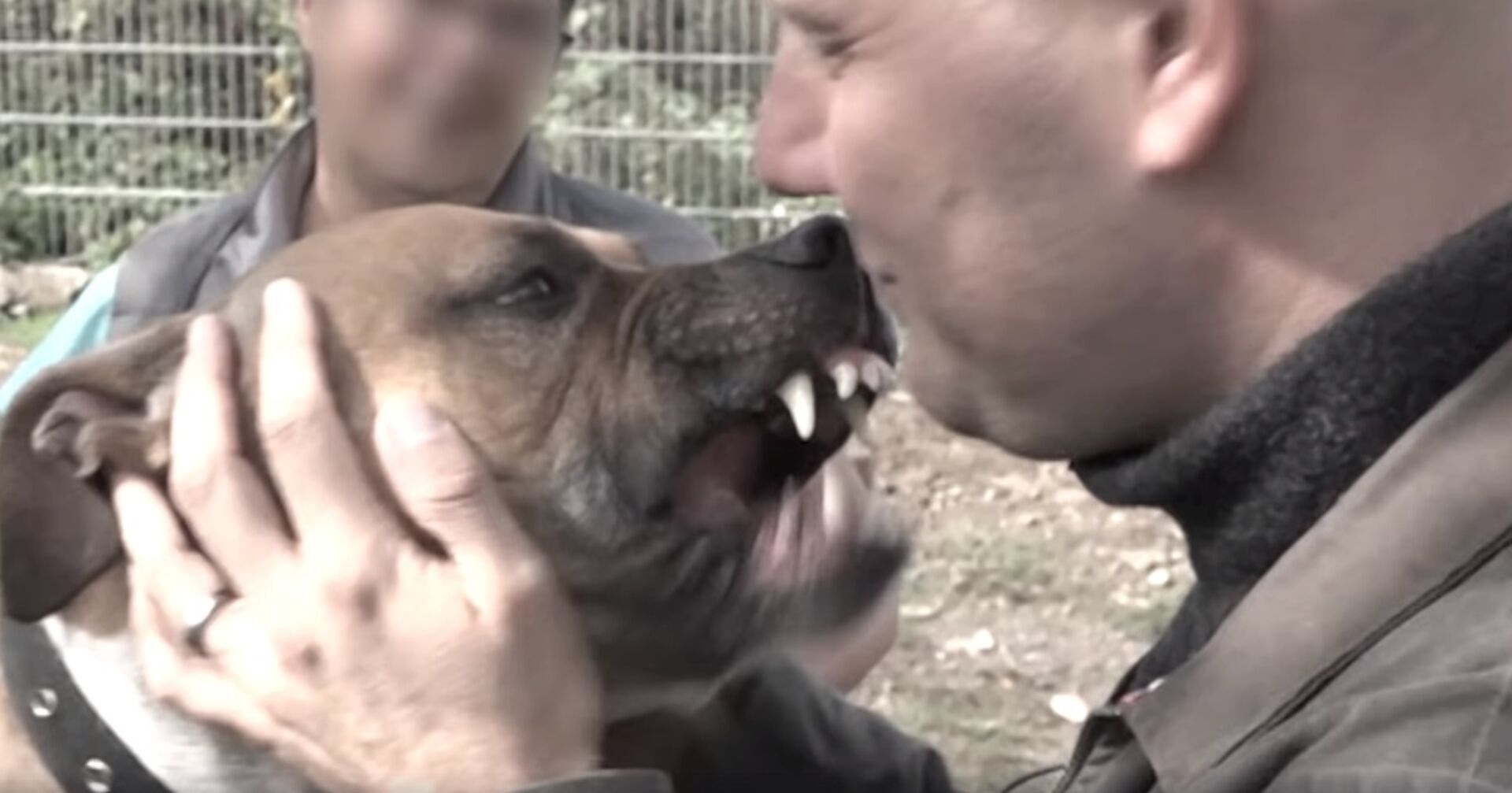 Schockmoment: Oli P. im Fernsehen von Kampfhund angefallen