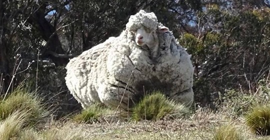 Wolle-Weltrekord-Schaf Chris ist tot