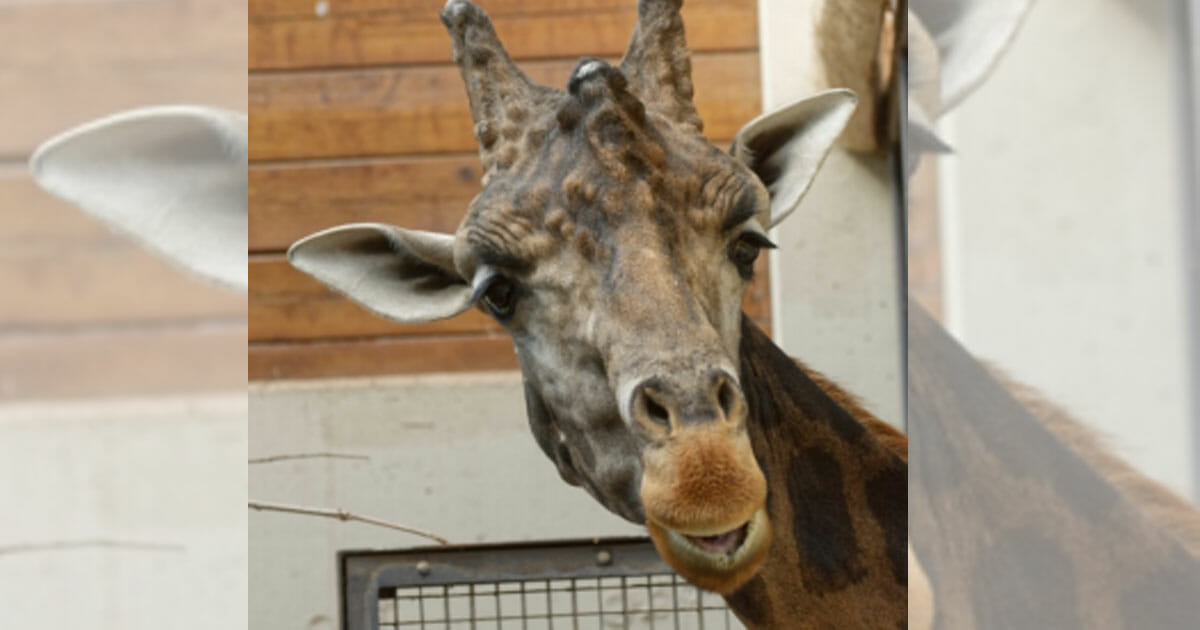 Kronberg im Taunus: Im Opel-Zoo wurde Giraffenbulle Gregor tot in seiner Box gefunden – aß und trank nicht mehr